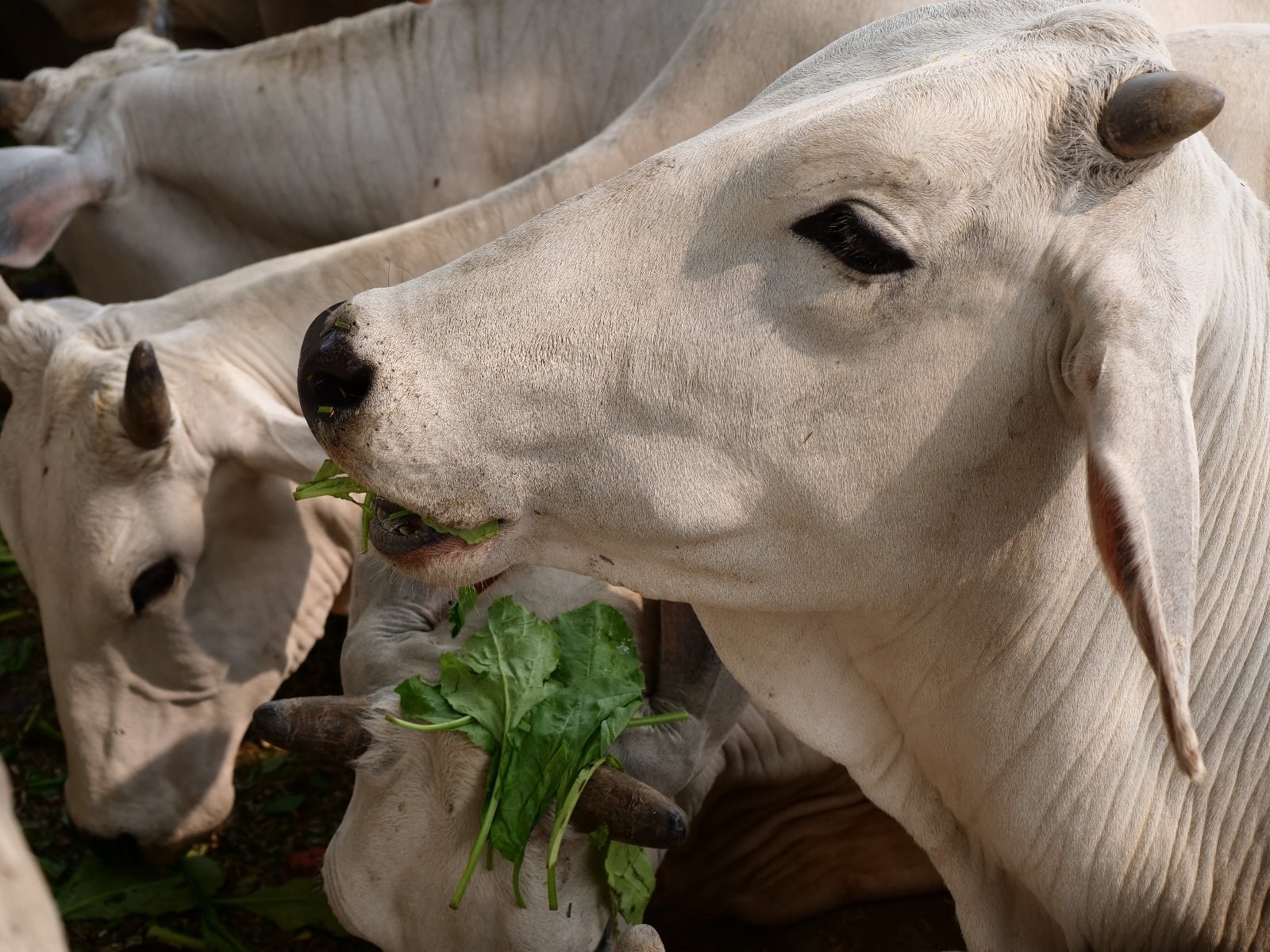  224 Gopashtami Radha kunda Govardhan 19.11.04